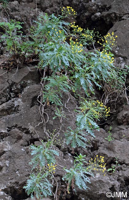 Sonchus pinnatus