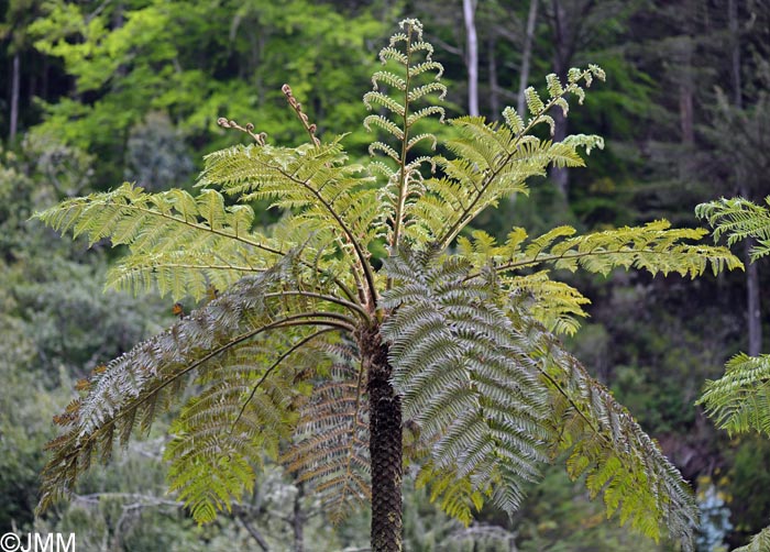 Sphaeropteris cooperi