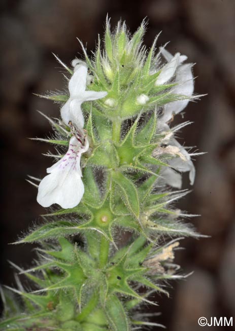 Stachys ocymastrum