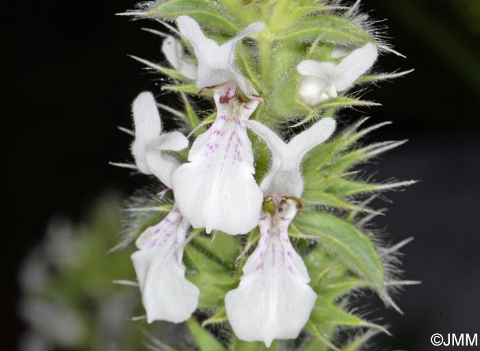 Stachys ocymastrum