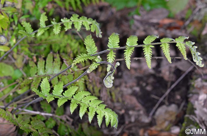 Stegnogramma pozoi