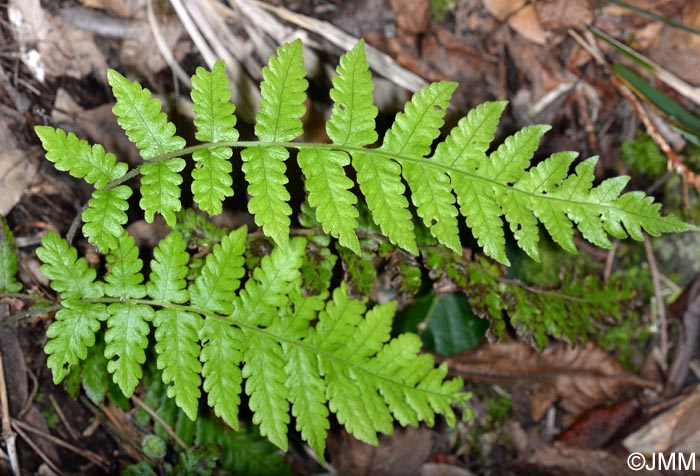 Stegnogramma pozoi