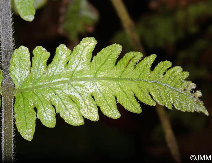 Stegnogramma pozoi