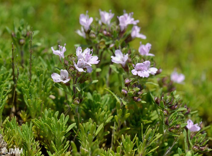 Thymus micans