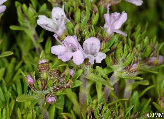 Thymus micans