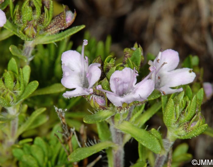 Thymus micans