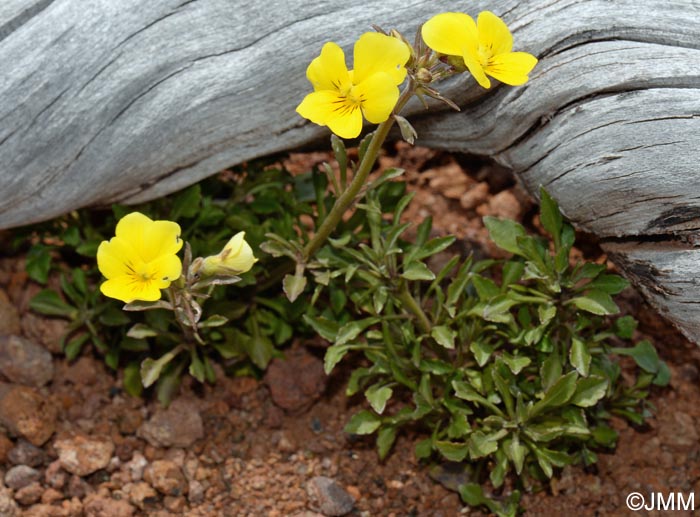 Viola paradoxa