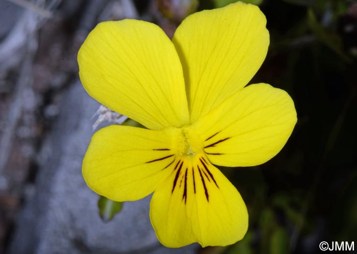 Viola paradoxa