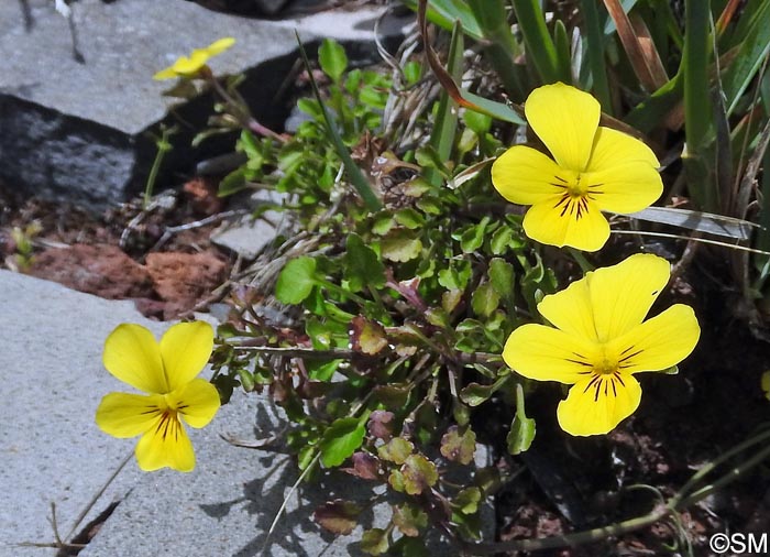 Viola paradoxa