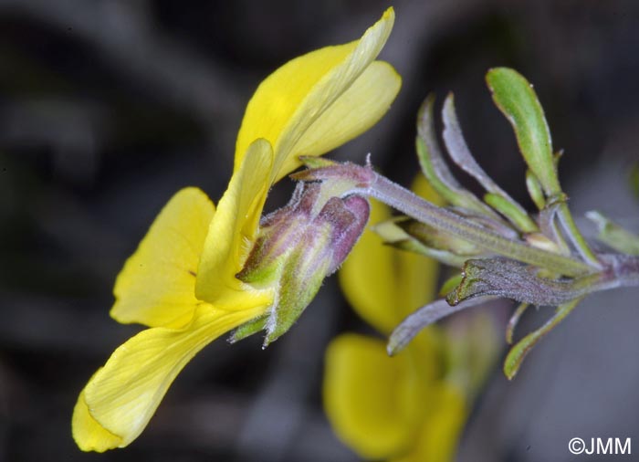 Viola paradoxa