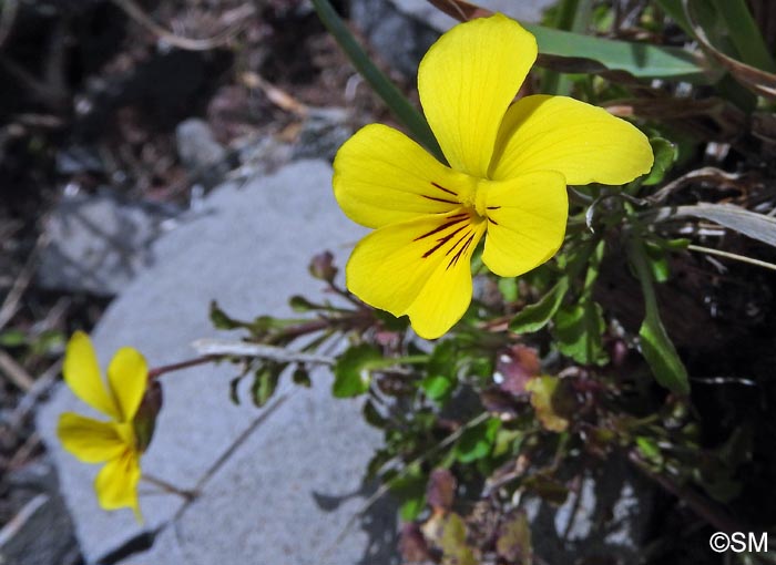 Viola paradoxa