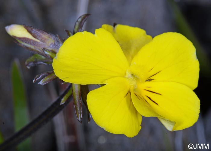 Viola paradoxa