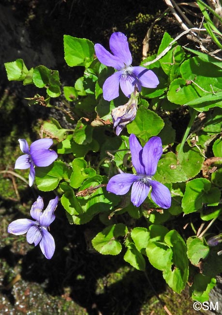 Viola riviniana