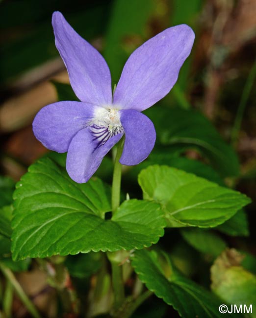 Viola riviniana