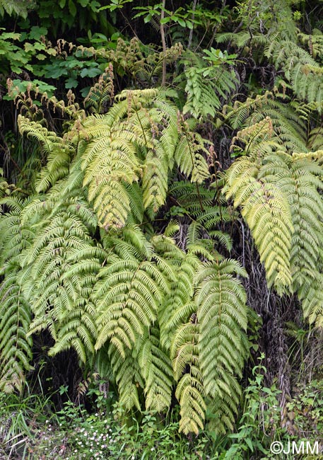 Woodwardia radicans