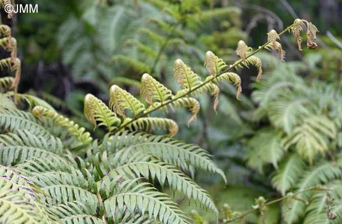 Woodwardia radicans