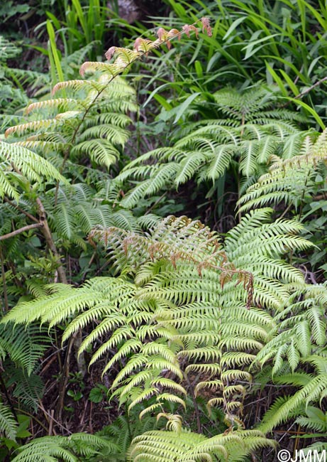 Woodwardia radicans