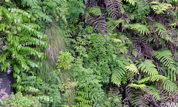 Woodwardia radicans & Semele androgyna