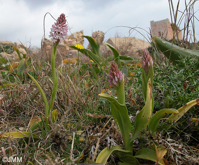 Anacamptis urvilleana