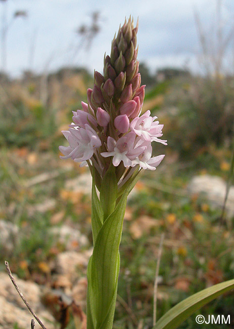 Anacamptis urvilleana