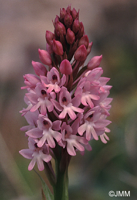 Anacamptis urvilleana