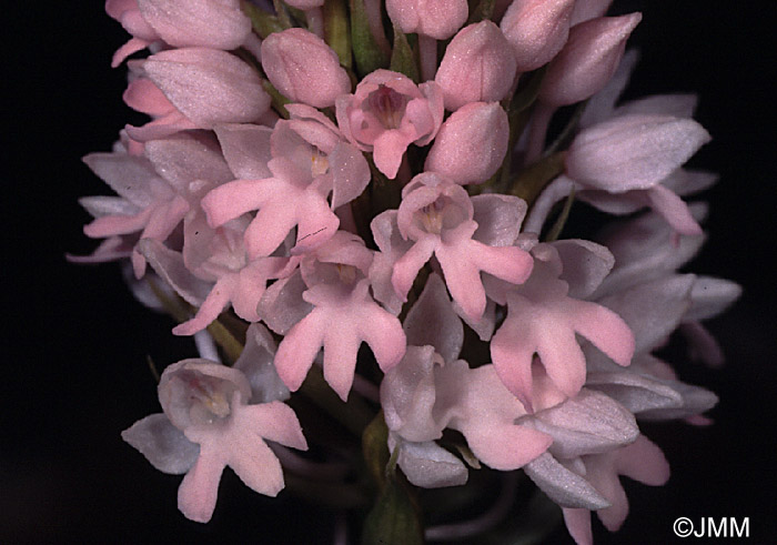 Anacamptis urvilleana