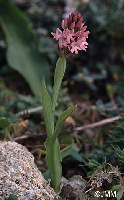 Anacamptis urvilleana