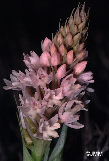 Anacamptis urvilleana