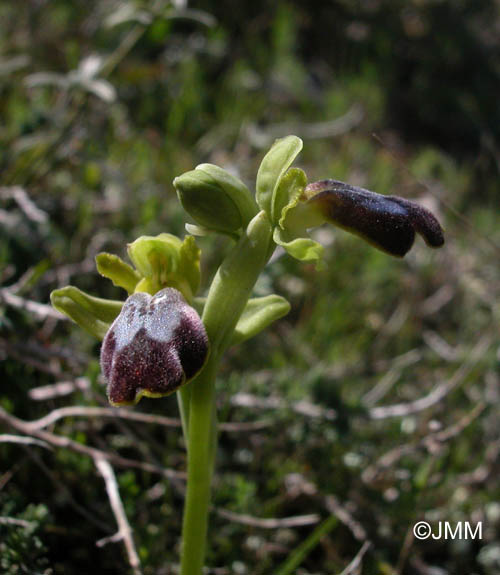 Ophrys gazella