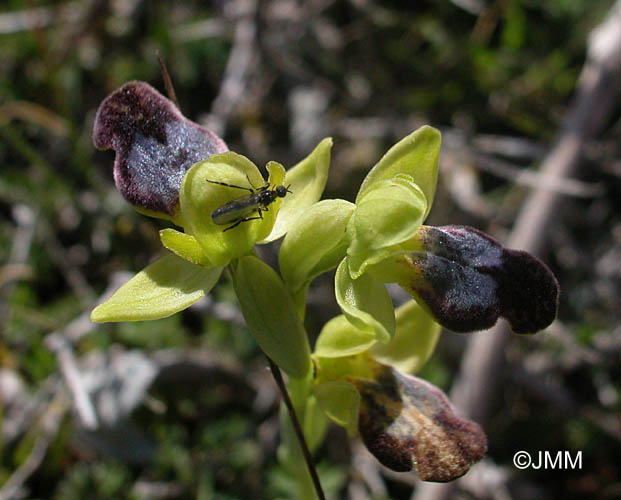 Ophrys gazella