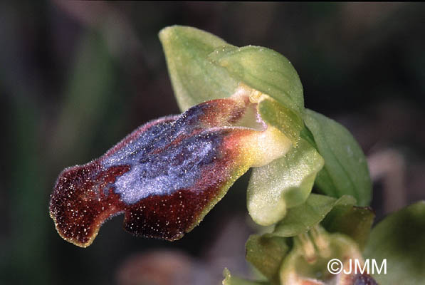 Ophrys gazella