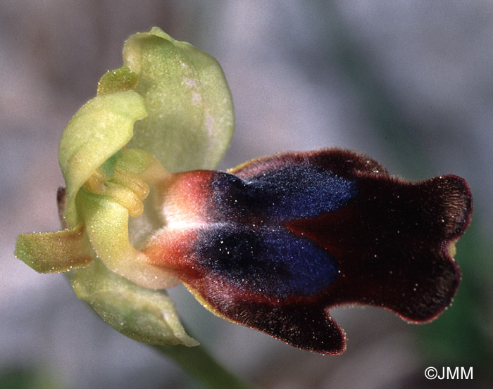 Ophrys hospitalis