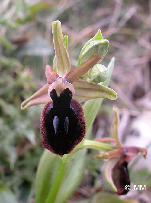 Ophrys melitensis