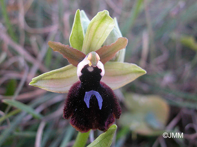 Ophrys melitensis