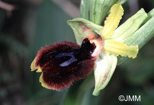 Ophrys melitensis