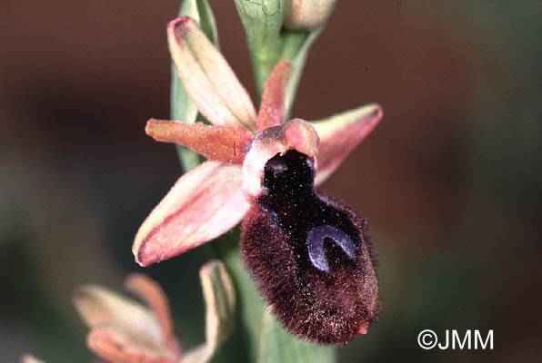 Ophrys melitensis