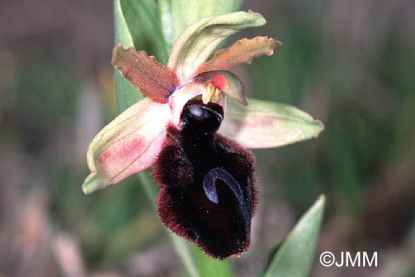 Ophrys melitensis