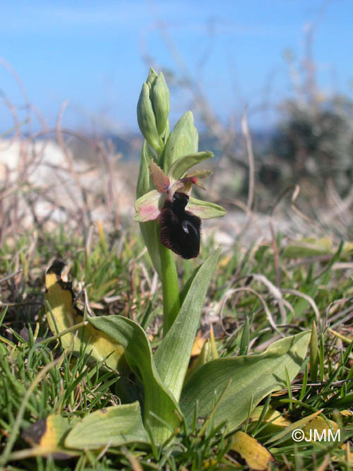 Ophrys melitensis