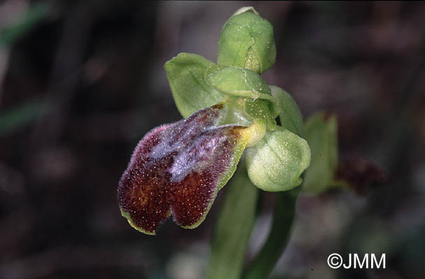 Ophrys gazella