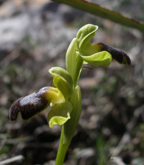 Ophrys gazella