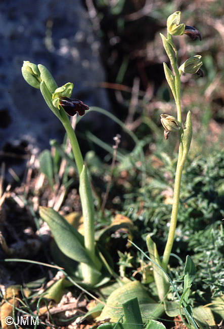 Ophrys vallesiana