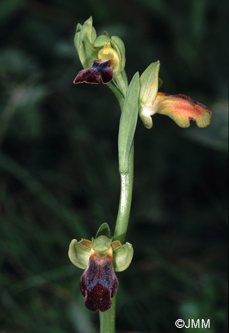 Ophrys vallesiana