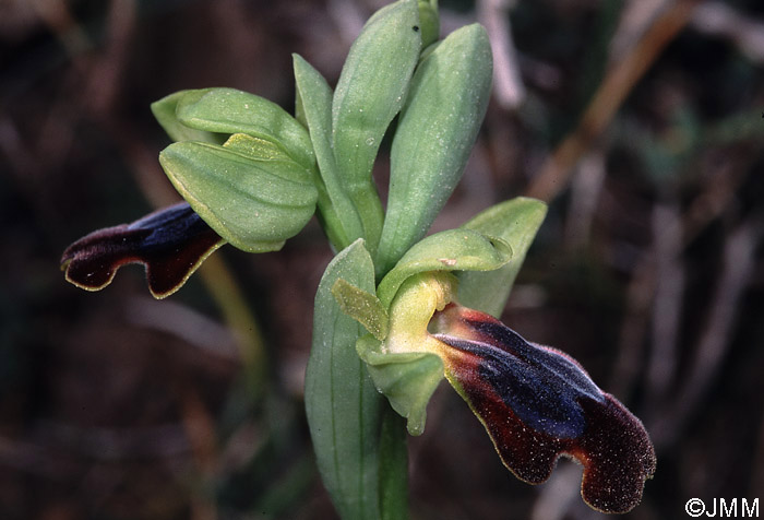 Ophrys vallesiana