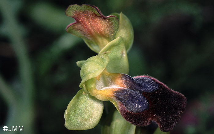 Ophrys vallesiana