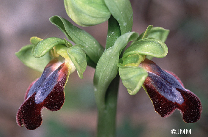 Ophrys vallesiana