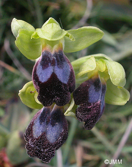 Ophrys vallesiana