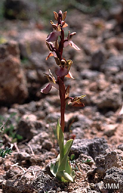 Orchis collina