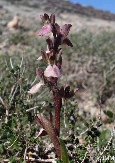 Orchis collina