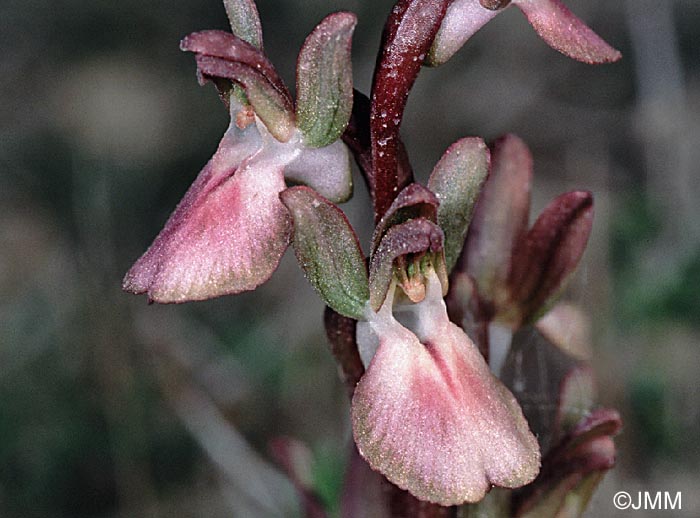 Orchis collina