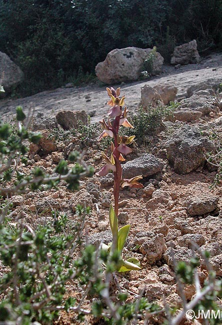 Orchis collina